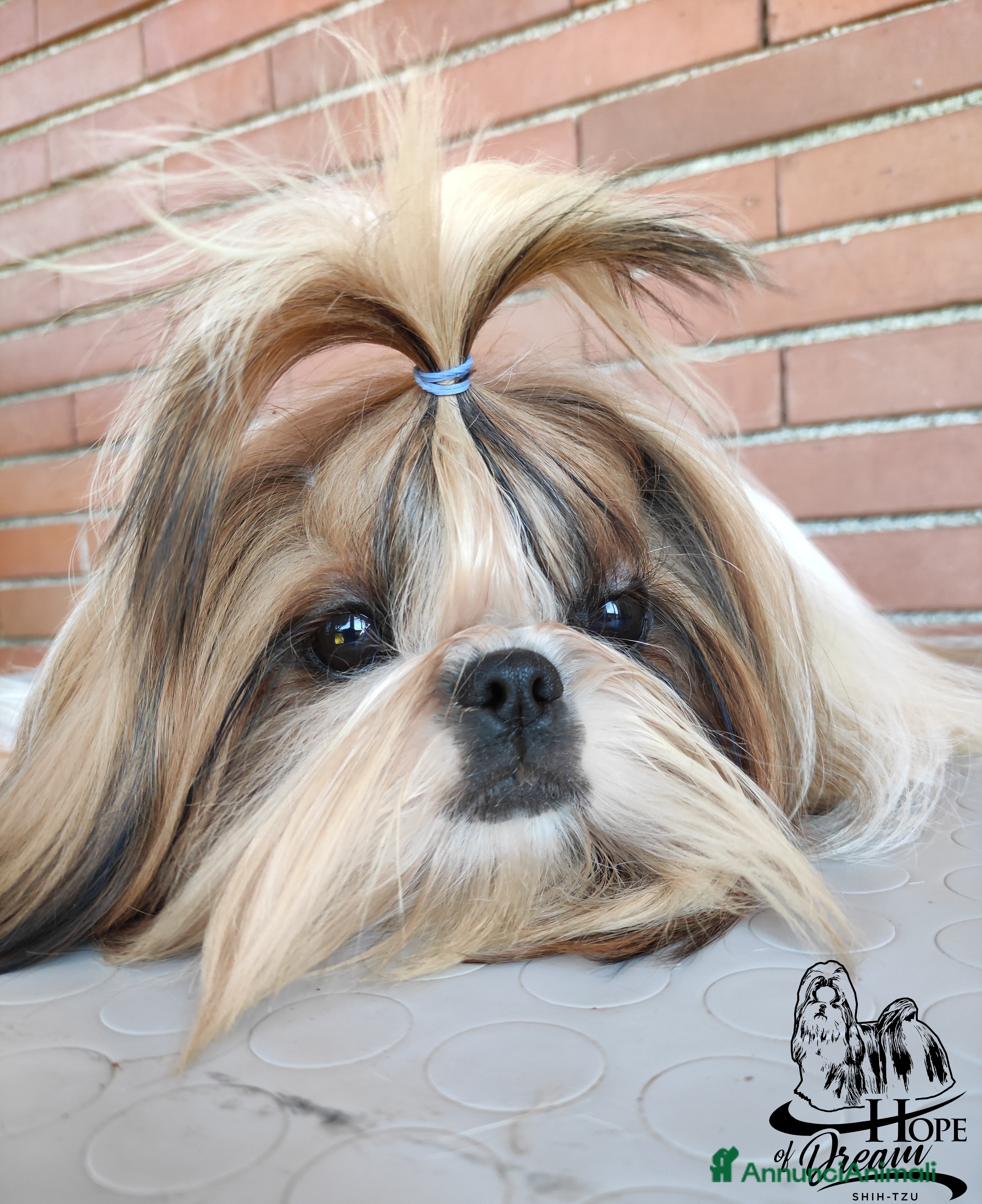 Shih Tzu cani Cucciola Shihtzu con pedigree Enci  - Annuncio 1