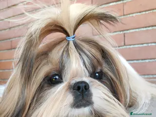 Shih Tzu cani Cucciola Shihtzu con pedigree Enci - Annuncio 1