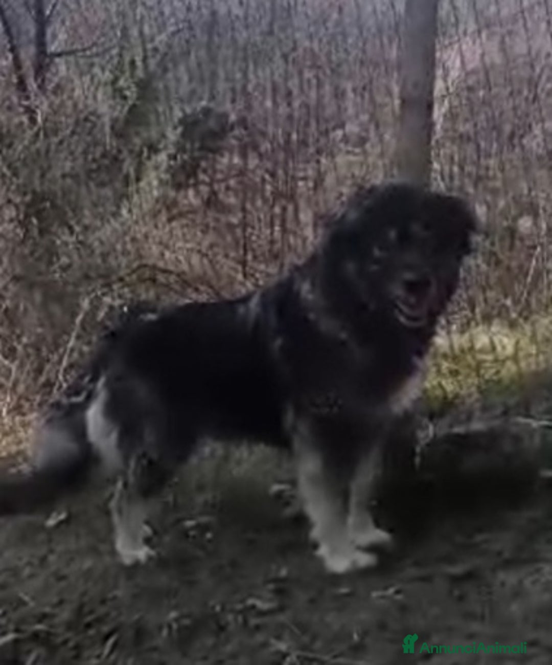 Meticcio cani in regalo: NAVONA mix Pastore Carpazi 4/5anni ALESSANDRIA a Città metropolitana di Milano - Annuncio 3