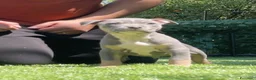 Pitbull cani in vendita: American pitbull terrier ukc  a Città metropolitana di Catania - Annuncio 10
