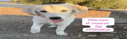 Meticcio cani in regalo: Cuccioli, non hanno chiesto di nascere  - Annuncio 8