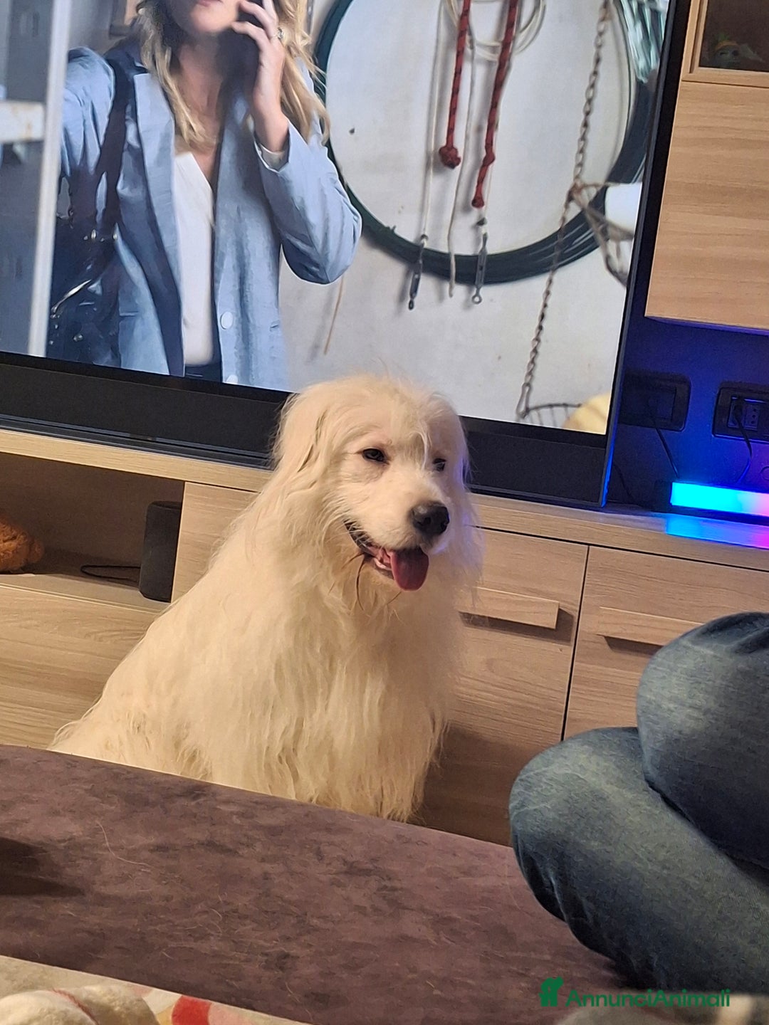 Altre razze cani in regalo: Noah cerca casa - Annuncio 2