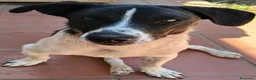 Meticcio cani in regalo: Tommy 12 kg di bontà e simpatia - Annuncio 6