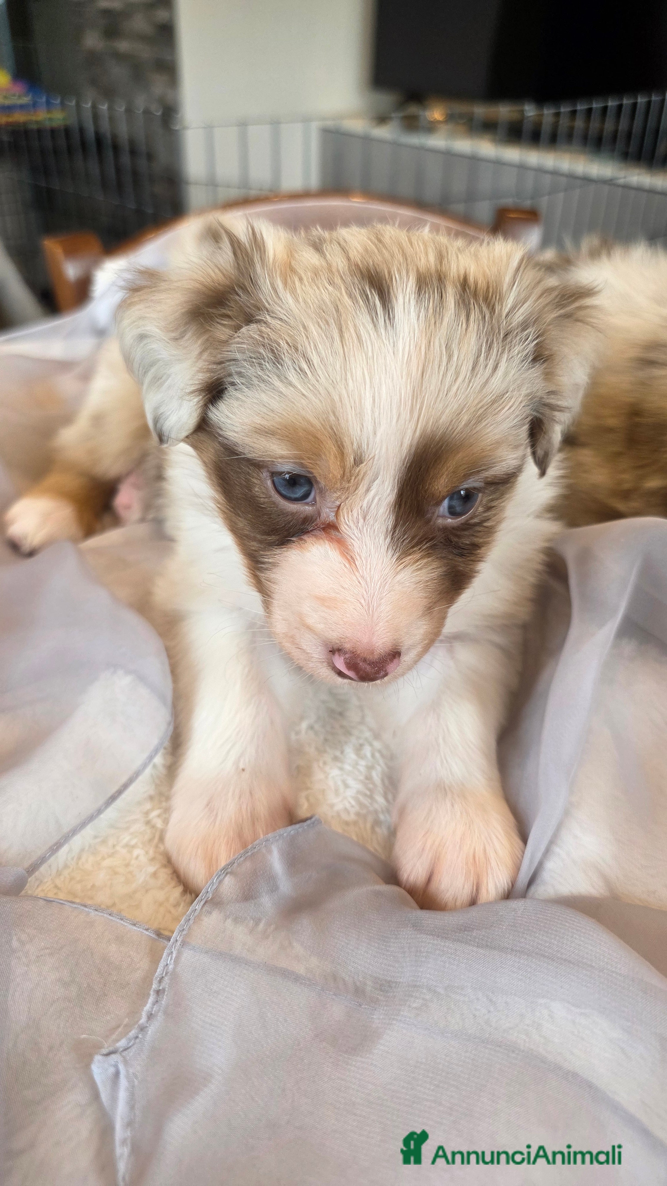 Australian Shepherd cani Pastore Australiano red merle, pedigree ENCI - Annuncio 2
