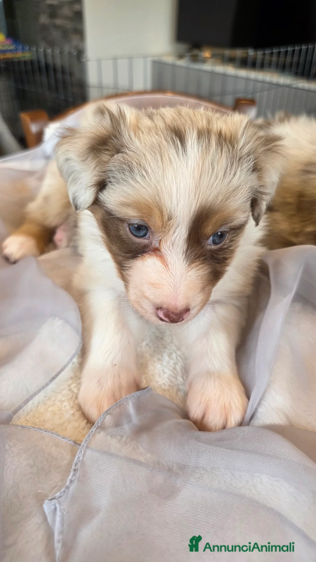 Australian Shepherd cani in vendita: Pastore Australiano red merle, pedigree ENCI - Annuncio 2