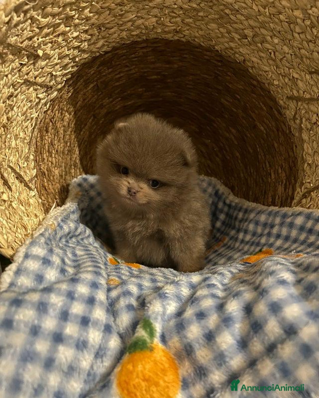 Volpino Pomerania cani in vendita: Bella ragazza pomerania lasciata - Annuncio 7