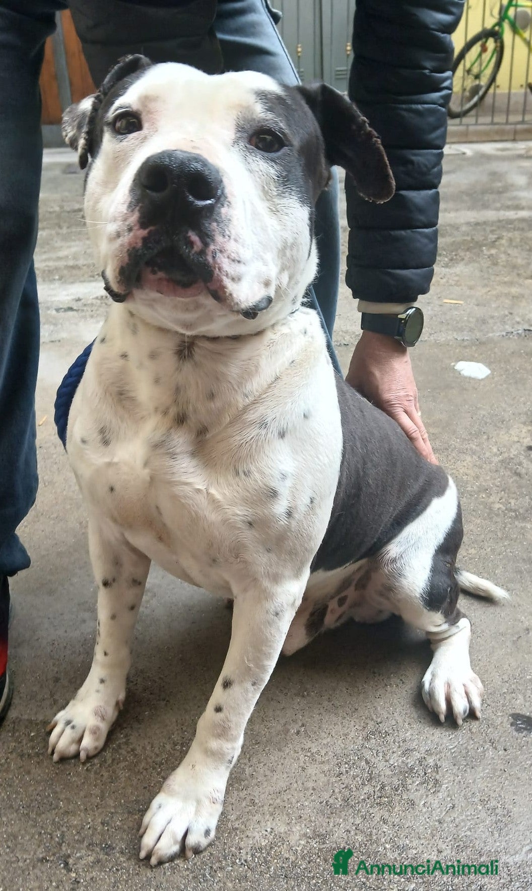 Pitbull cani ARGO simil amstaff: vogliamo la sua rinascita - Annuncio 6