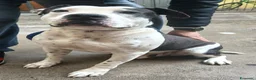 Pitbull cani in regalo: ARGO simil amstaff: vogliamo la sua rinascita a Provincia di Monza e della Brianza - Annuncio 1