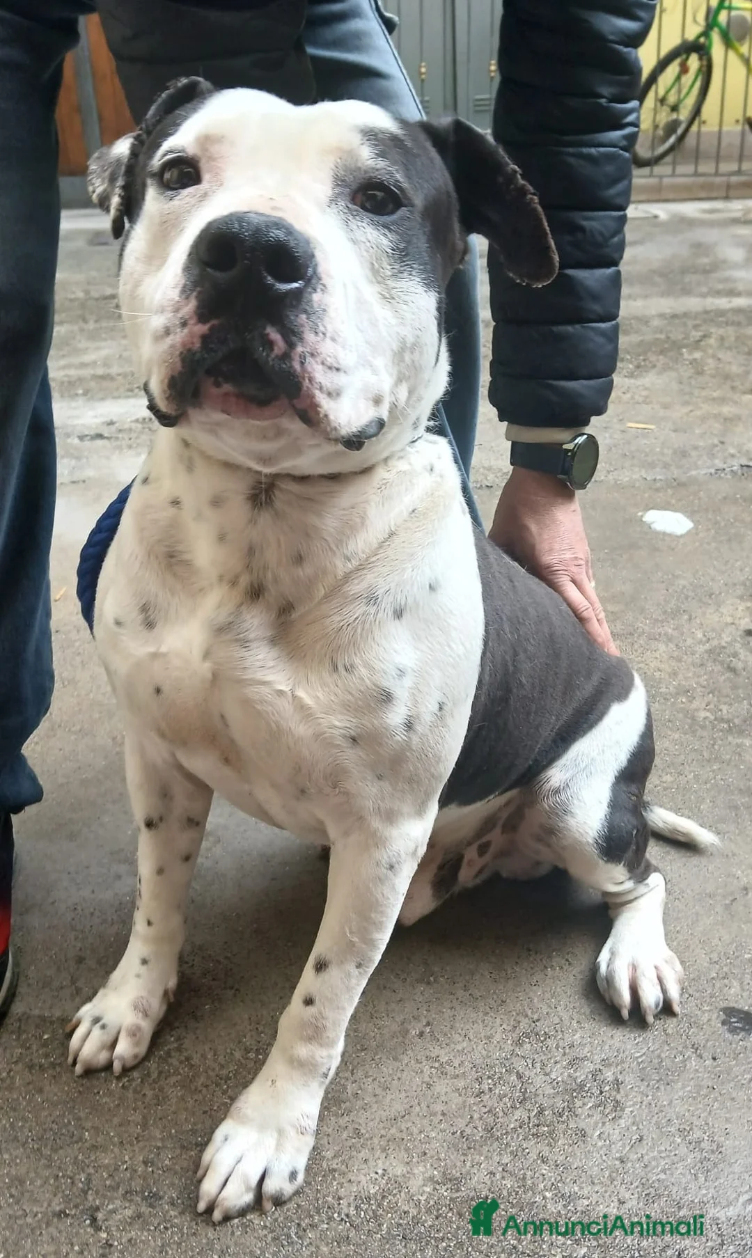 Pitbull cani in regalo: ARGO simil amstaff: vogliamo la sua rinascita a Provincia di Monza e della Brianza - Annuncio 1