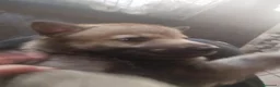 Lupo Cecoslovacco cani in vendita: Lupo cecoslovacco cuccioli - Annuncio 5