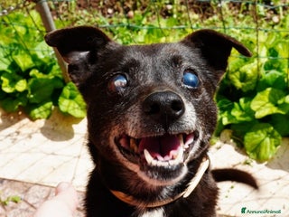 Meticcio cani Bobby super adozione del ❤️ - Annuncio 17