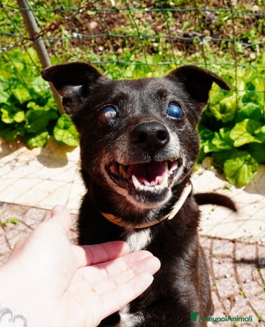 Meticcio cani - Annuncio 14