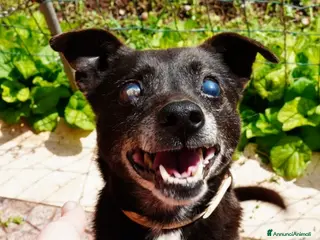 Meticcio cani Bobby super adozione del ❤️ - Annuncio 14