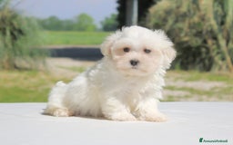 Maltese cani in vendita: Cuccioli di Maltese a Provincia di Pavia - Immagine 3