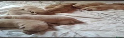 Labrador cani in vendita: Cuccioli di Labrador Retriever  - Annuncio 2