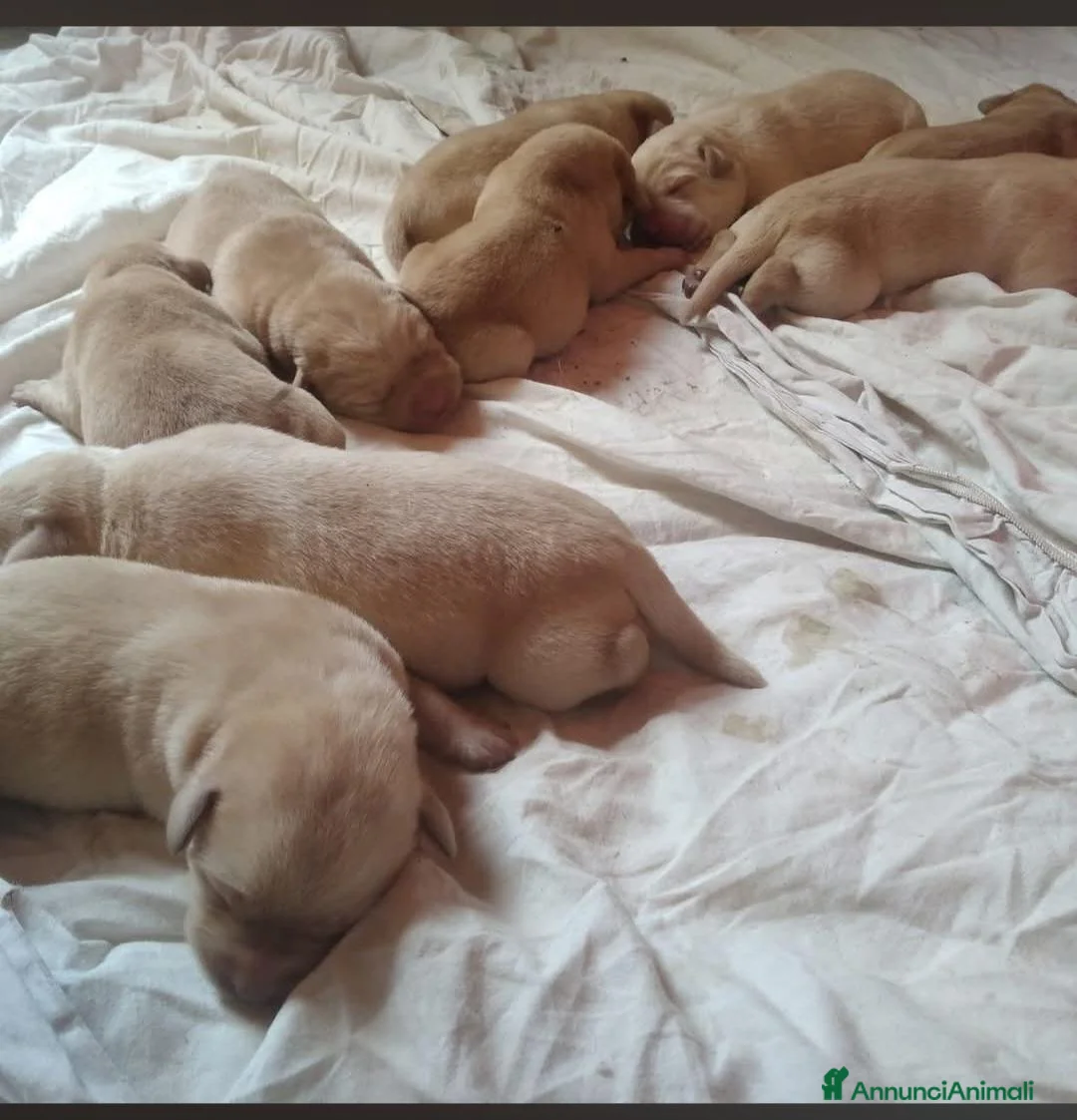 Labrador cani in vendita: Cuccioli di Labrador Retriever  - Annuncio 2