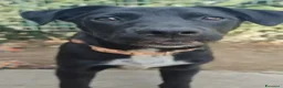 Meticcio cani in regalo: Lulù e Luna cucciole in cerca di adozione a Parma - Annuncio 2