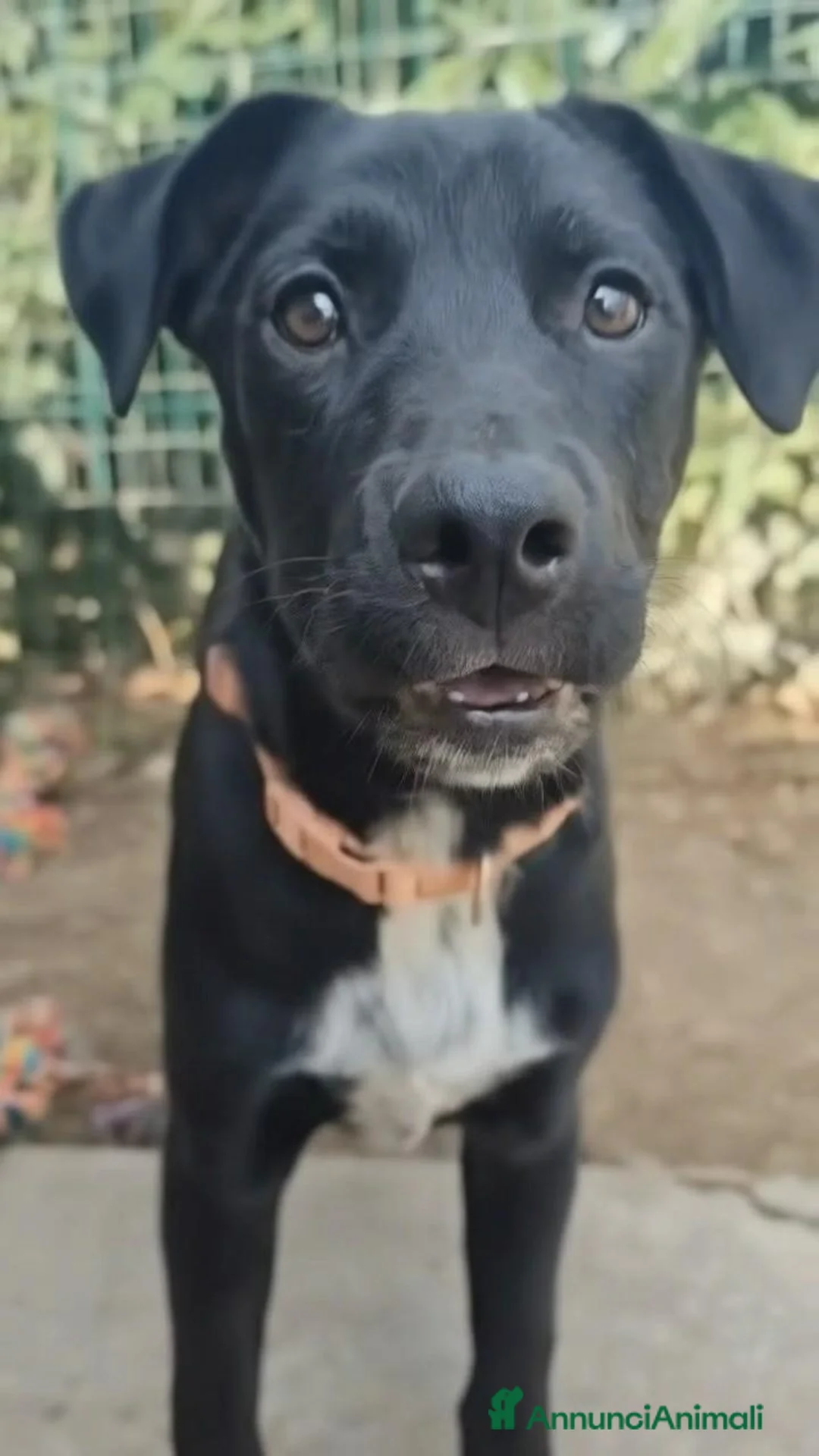 Meticcio cani in regalo: Lulù e Luna cucciole in cerca di adozione a Parma - Annuncio 2