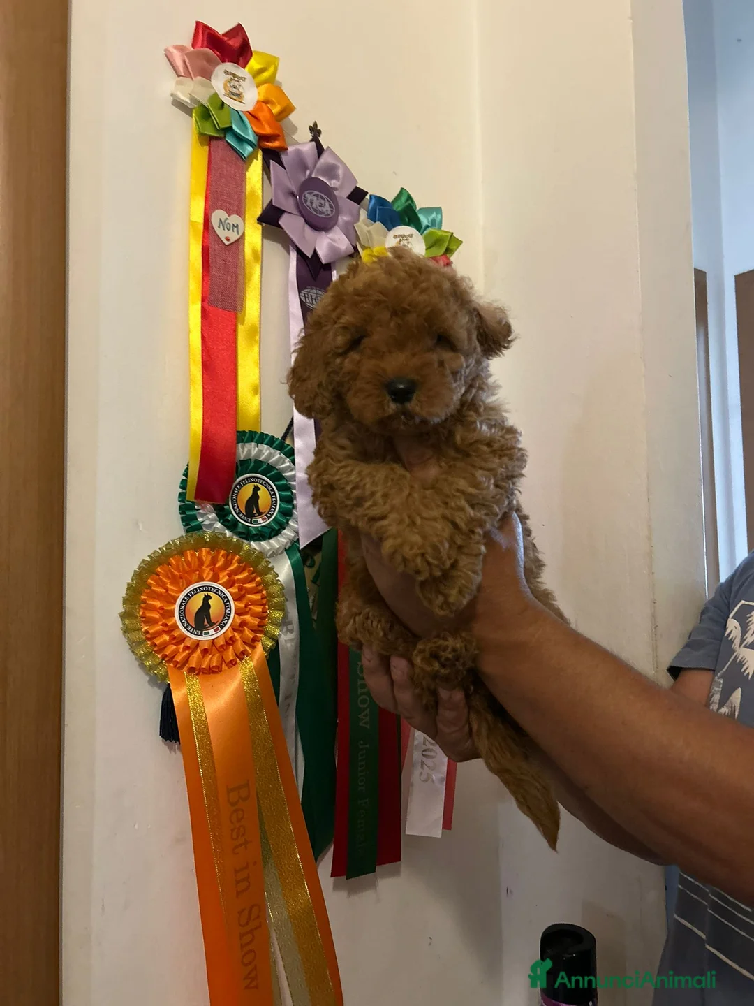 Barboncino Toy cani in vendita: Barboncino toy  - Annuncio 7