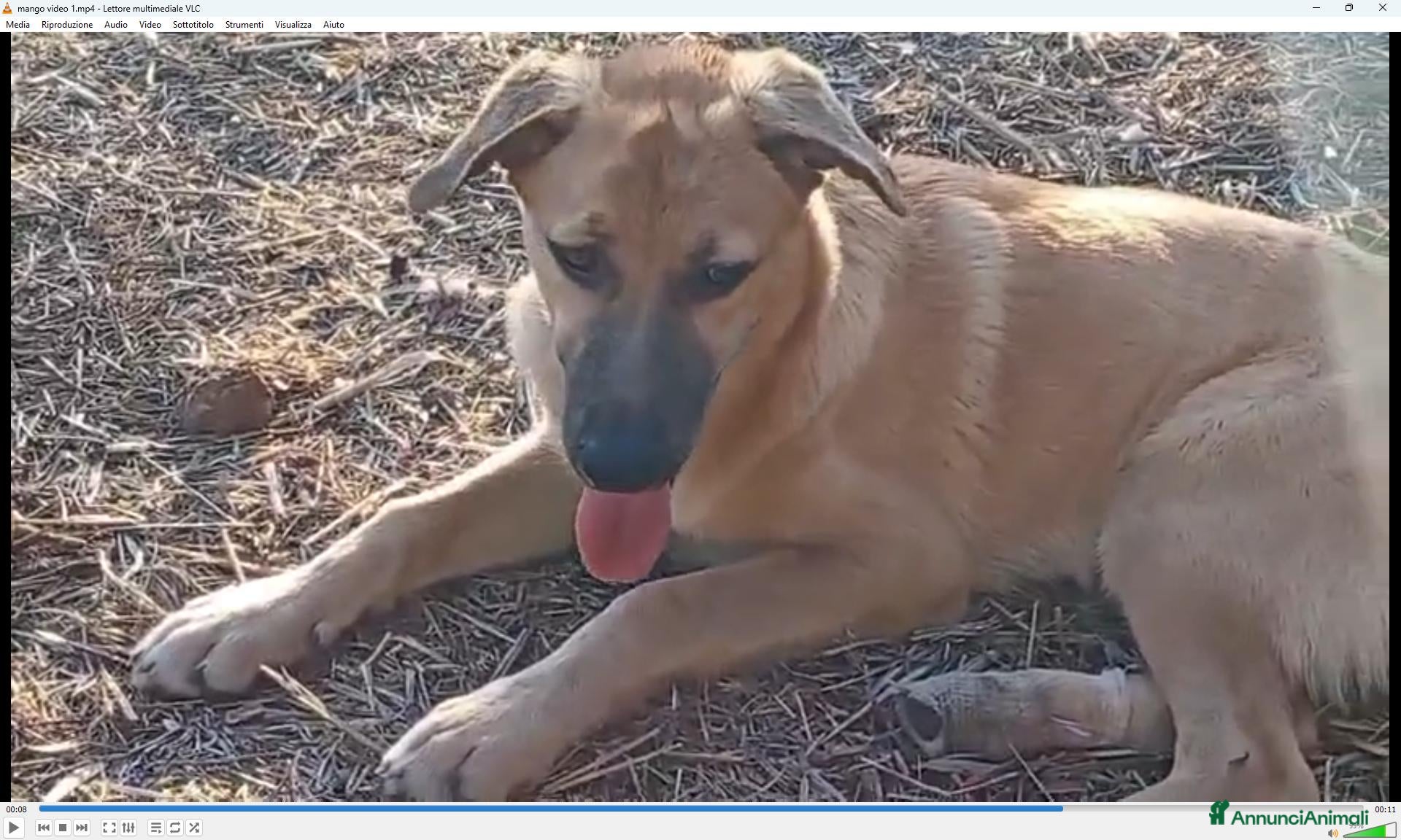 Meticcio cani MANGO, cucciolone tg medio grande da adottare - Annuncio 9