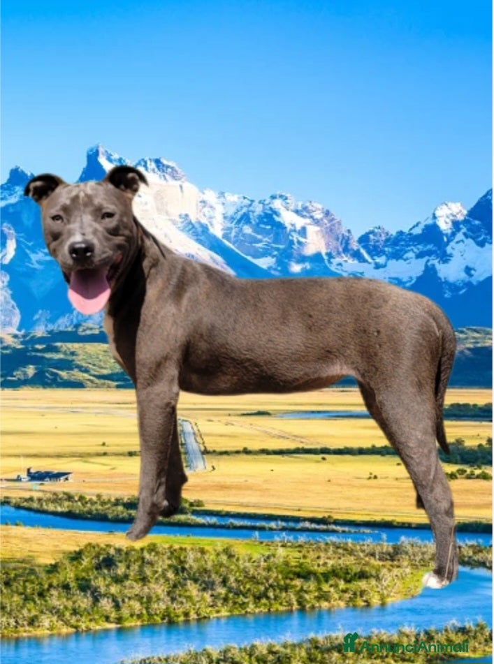 Pitbull cani Pitbull ukc  - Annuncio 7
