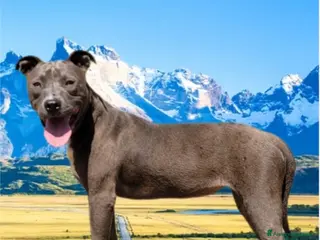 Pitbull cani Pitbull ukc - Annuncio 7