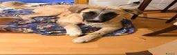 Meticcio cani in regalo: Albicocca: 7 mesi adozione del cuore  - Annuncio 13