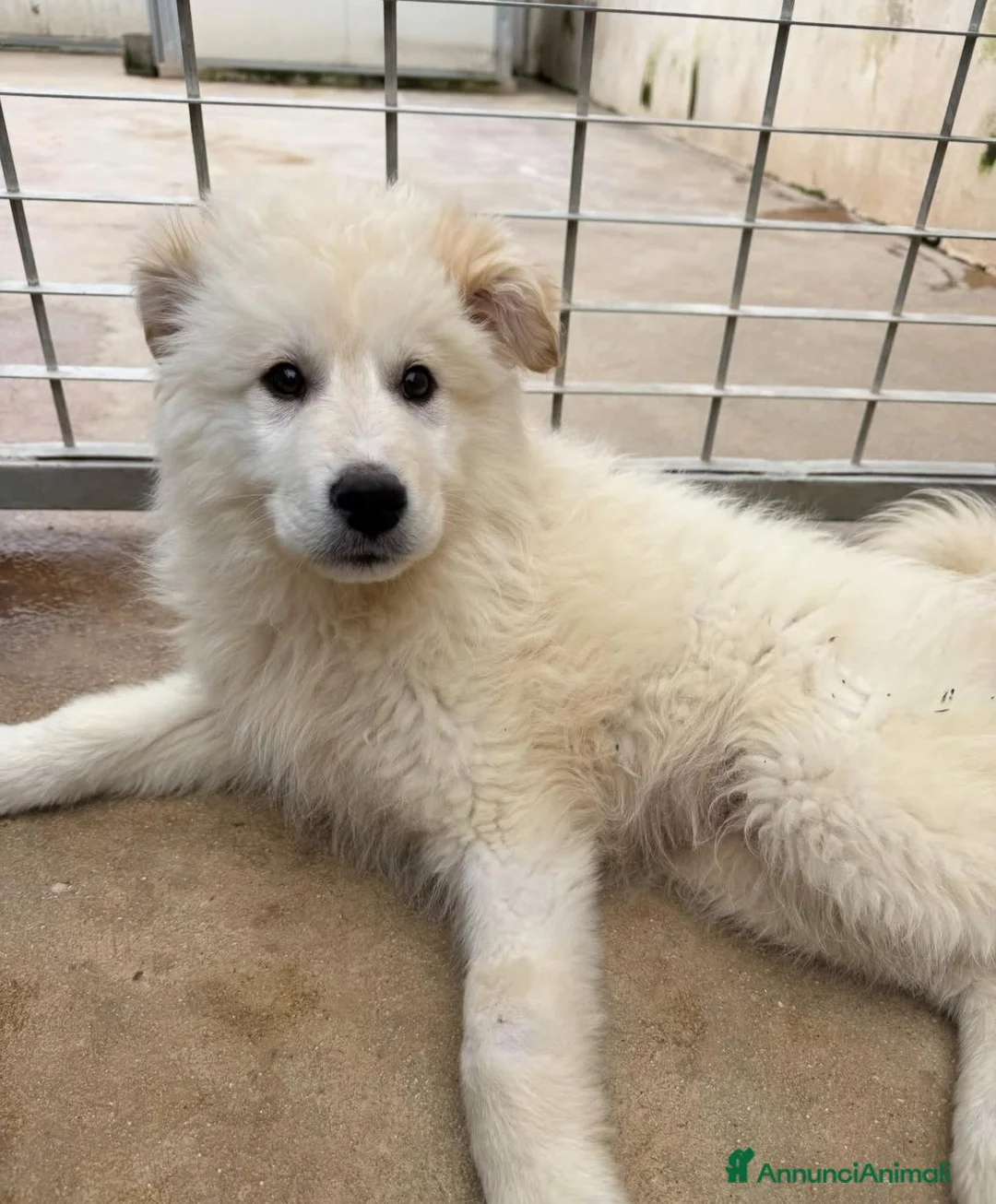 Meticcio cani in regalo: Snow: 4 mesi taglia grande  - Annuncio 6