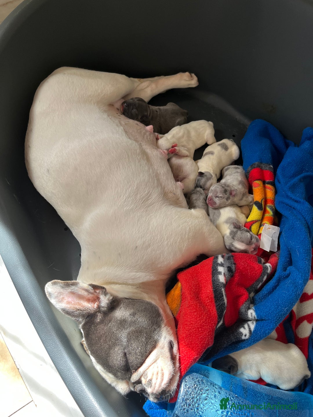 Bulldog Francese cani in vendita: Cuccioli di bulldog francese  a Città Metropolitana di Venezia - Immagine 3