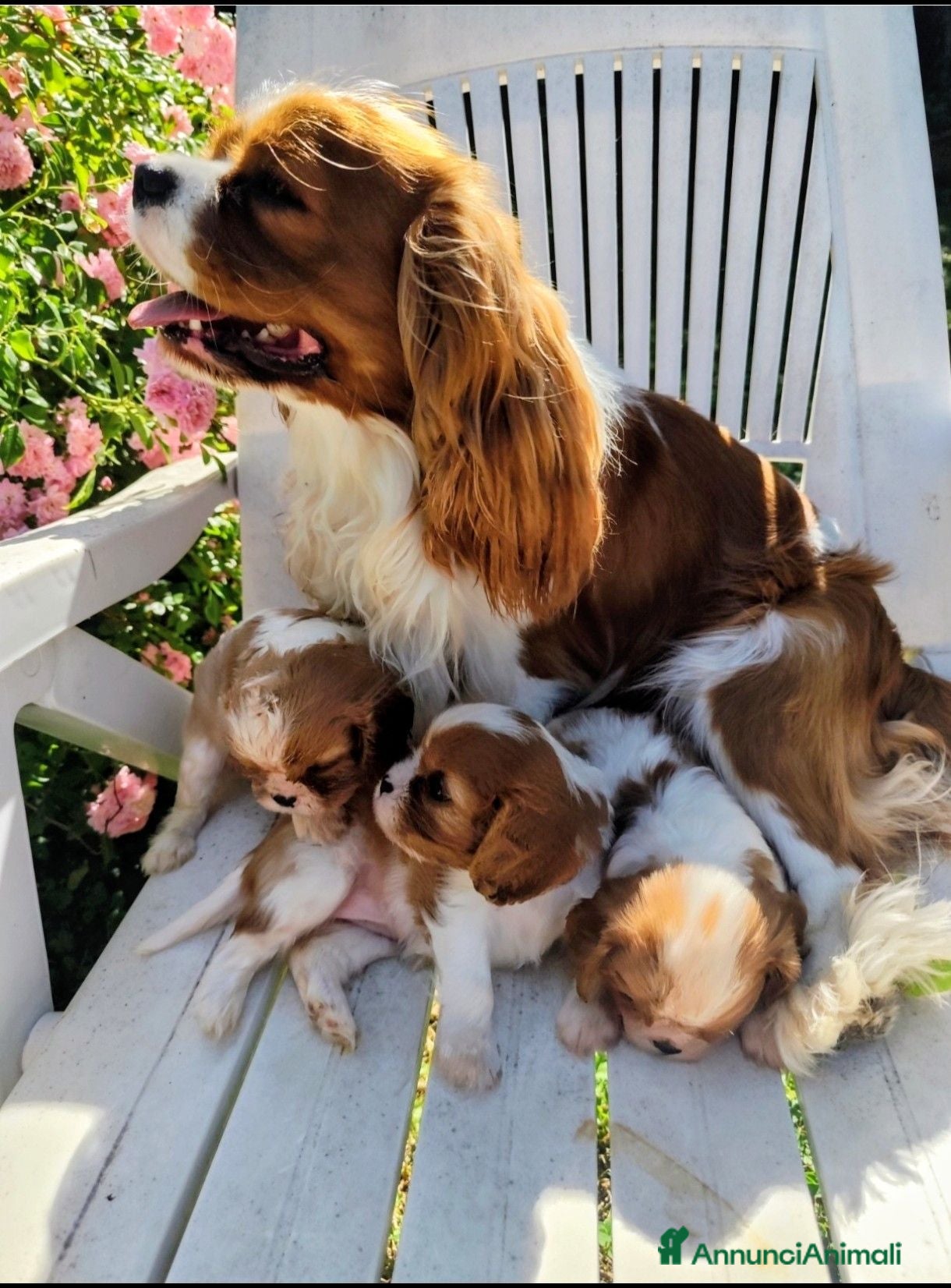 Cavalier King cani  splendida cucciolata di cavalier king - Annuncio 1