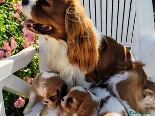 Cavalier King cani splendida cucciolata di cavalier king - Annuncio 6