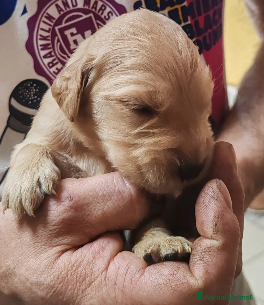 Golden Retriever cani in vendita: Cuccioli di Golden  - Annuncio 2