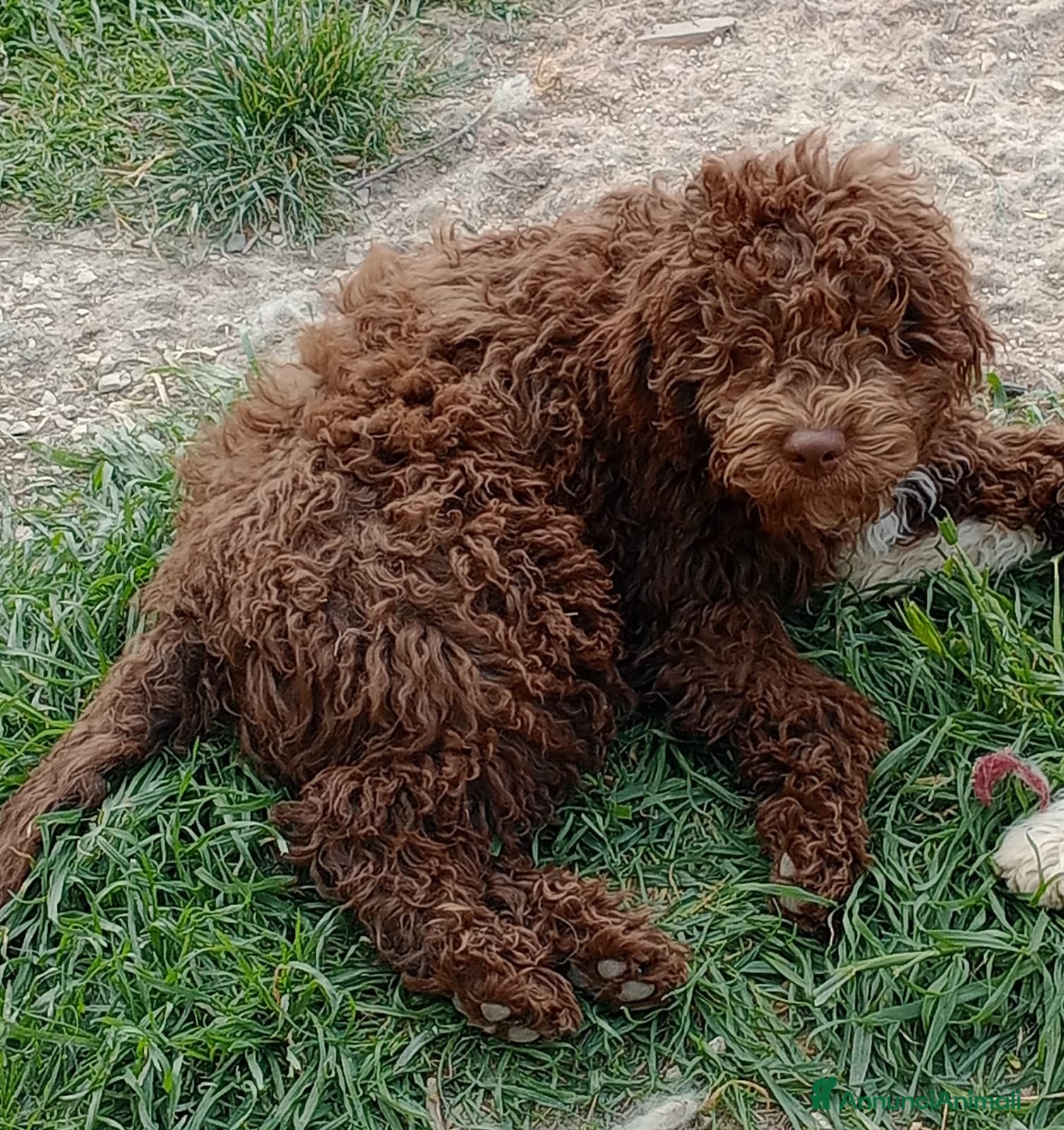 Lagotto cani Cuccioli di Lagotto Romagnolo - Annuncio 4