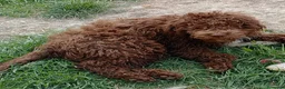 Lagotto cani in vendita: Cuccioli di Lagotto Romagnolo - Annuncio 1