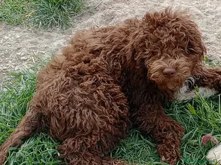 Lagotto cani Cuccioli di Lagotto Romagnolo - Annuncio 4