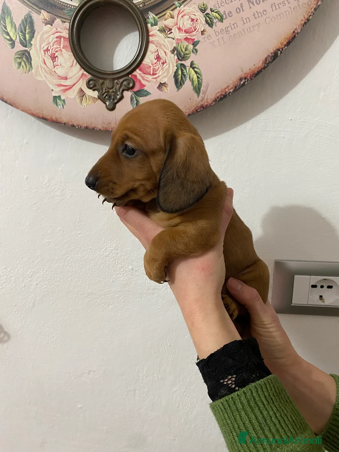 Bassotto cani in vendita: Bassotto nano tedesco - Annuncio 2