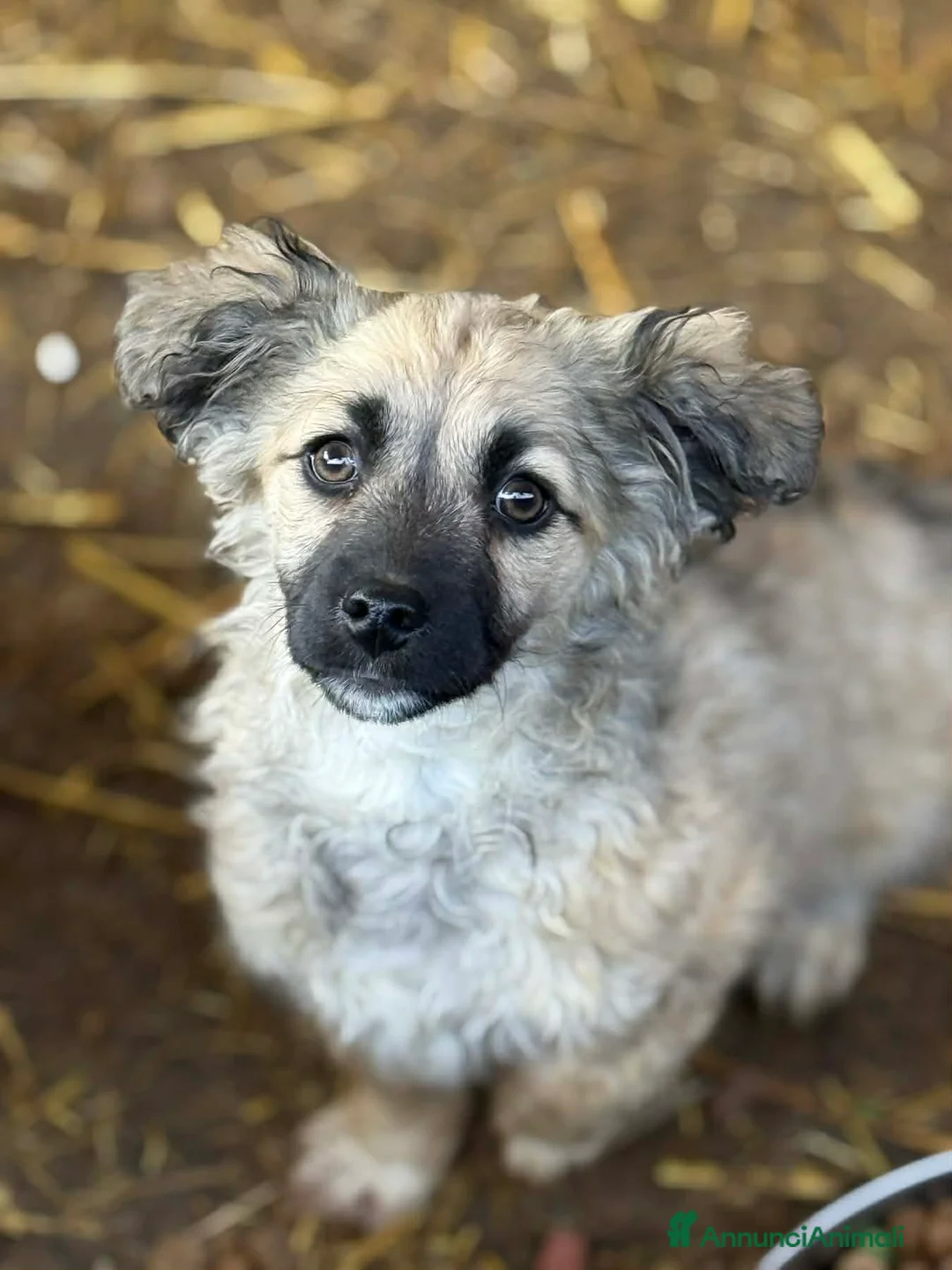 Meticcio cani in regalo: VANESA, cucciola TG PICCOLA super coccolona - Annuncio 5