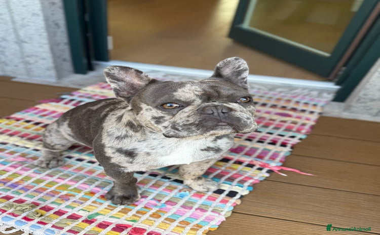 Bulldog Francese cani - Annuncio 5