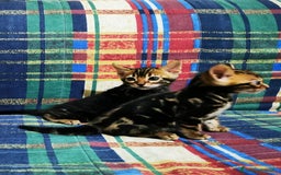 Bengala gatti in vendita: BENGALA CUCCIOLI  - Immagine 6