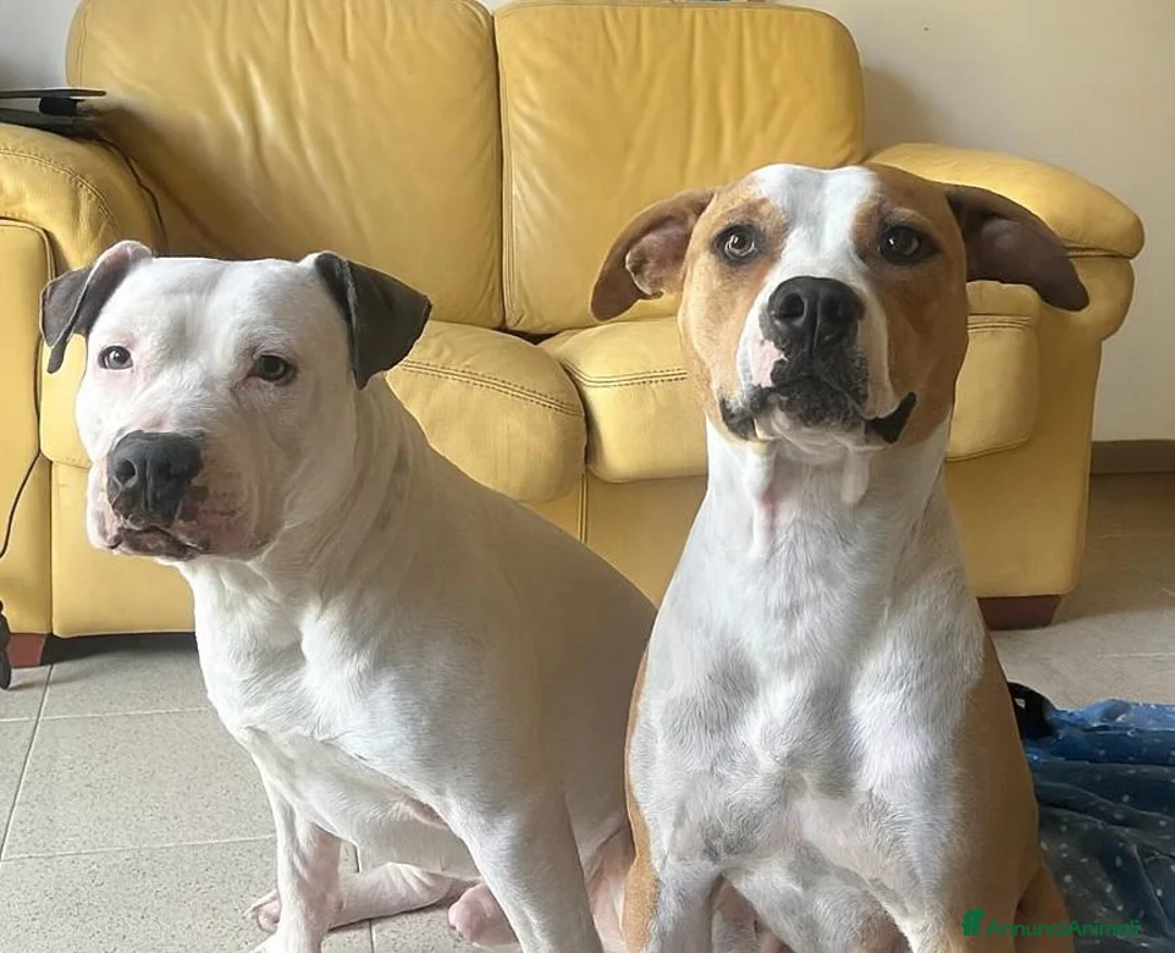 Pitbull cani in vendita: cuccioli in vendita - Annuncio 6