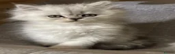 Persiano gatti in vendita: Gattino Cucciolo Persiano - Annuncio 5