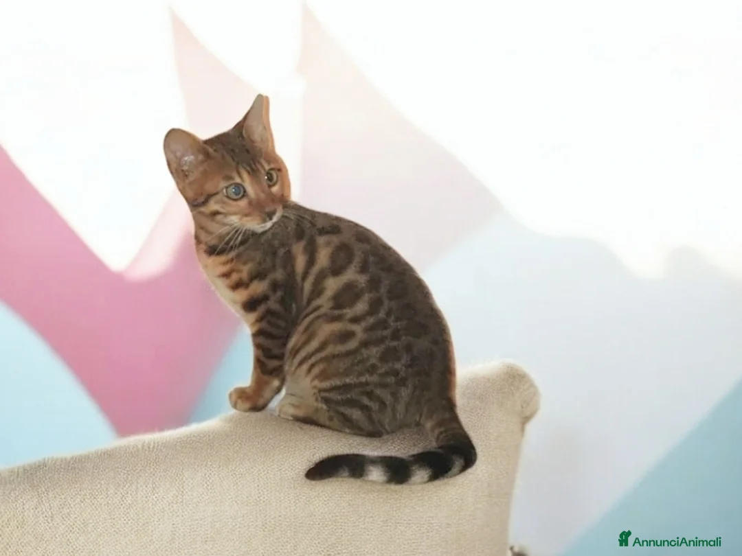 Bengala gatti in vendita: Bellissimi gattini del Bengala  - Annuncio 13