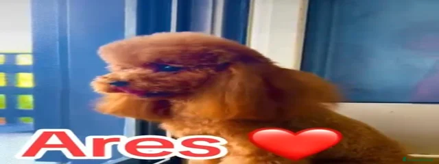Ares 1,5kg