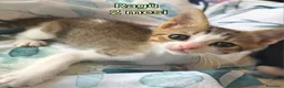 Altre razze gatti in regalo: GATTINI IN CERCA D'AMORE  a Città Metropolitana di Bologna - Annuncio 2
