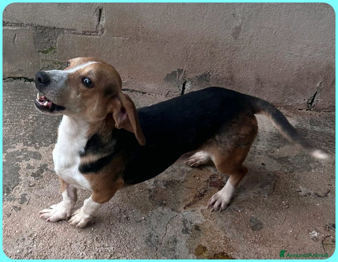Beagle cani in regalo: NAPOLEONE MIX BEAGLE 4 ANNI SI DISPERA NEL SUO BOX - Annuncio 4