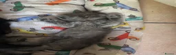 Persiano gatti in vendita: Persiana femmina cucciola blu - Annuncio 5