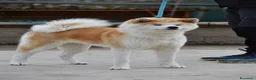 Akita Inu cani in vendita: Cucciolo Akita inu (Top Selection) a Città metropolitana di Roma Capitale - Annuncio 15
