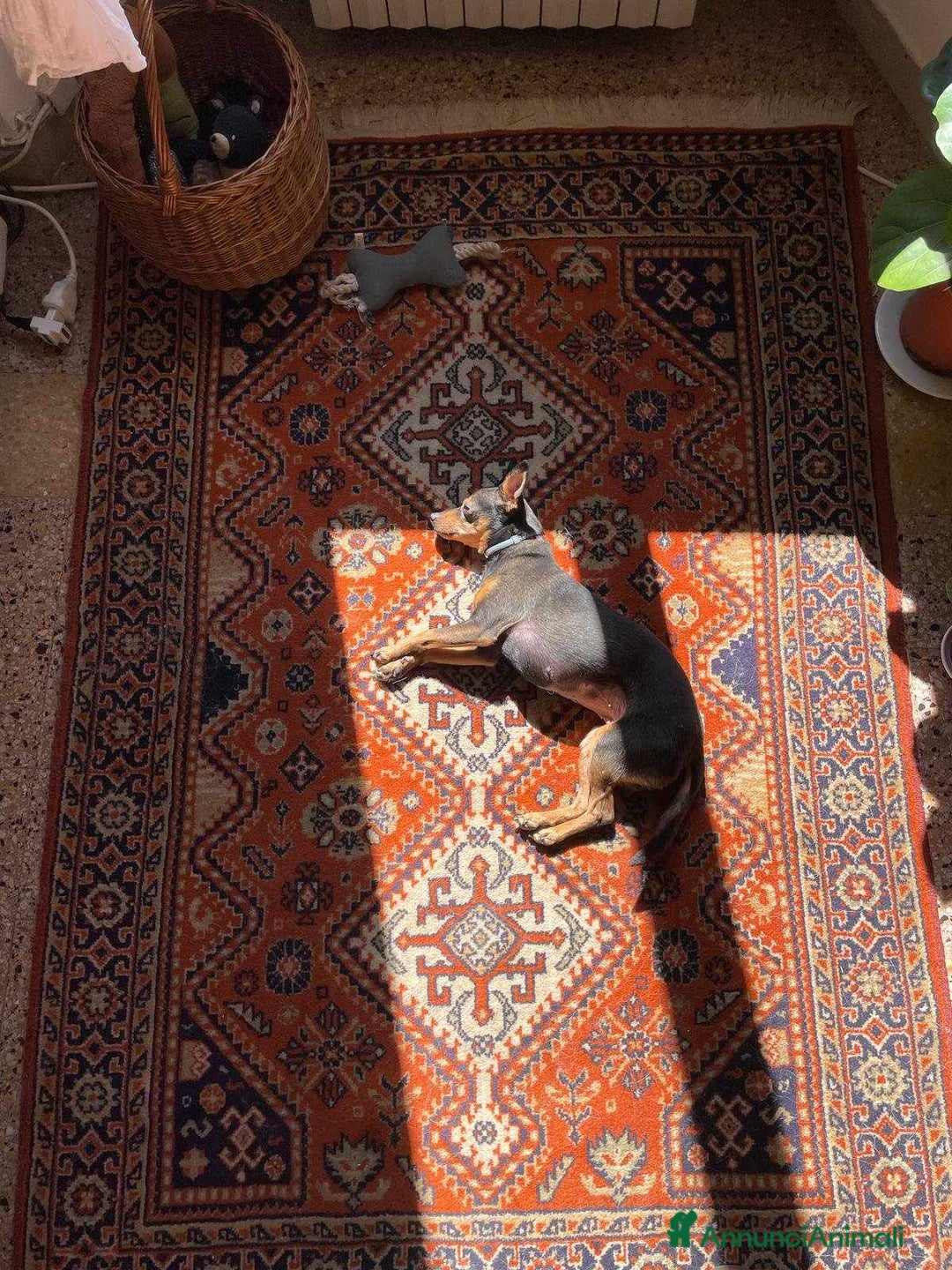 Pinscher Miniatura cani in regalo: STARLET, MINI PINSCHER dolcissima - Annuncio 21