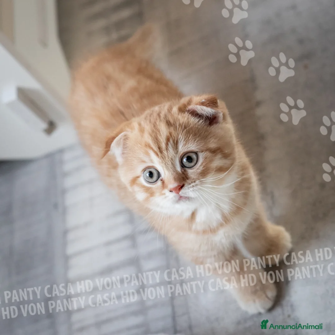 Scottish gatti in vendita: Maschietti Scottish Fold - Annuncio 5