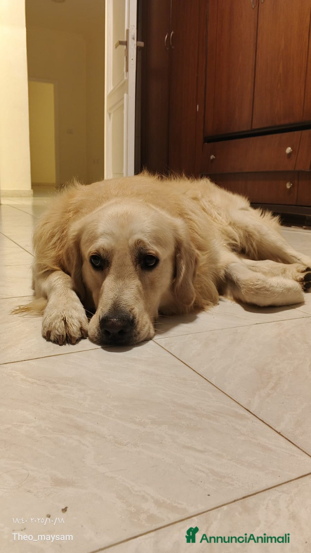 Golden Retriever cani in regalo: Max, una meraviglia di Golden Retreiver - Annuncio 8